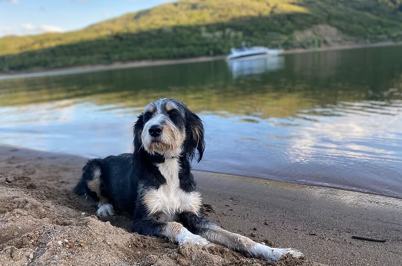 3 Week Board & Train