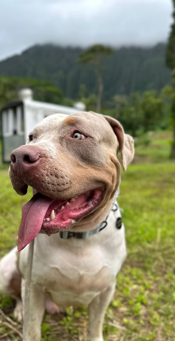 Happy trained dog