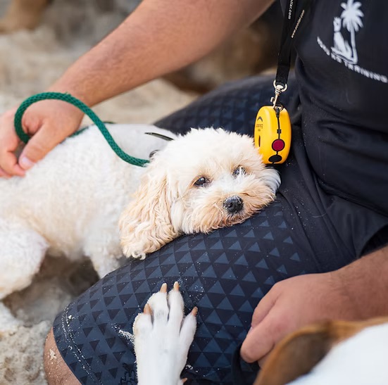 Puppy Training