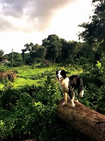 Border collie standing on a log