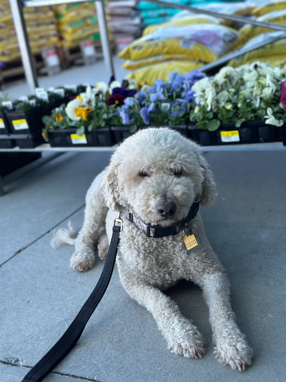 Small white poodle waiting calmly at a garden center