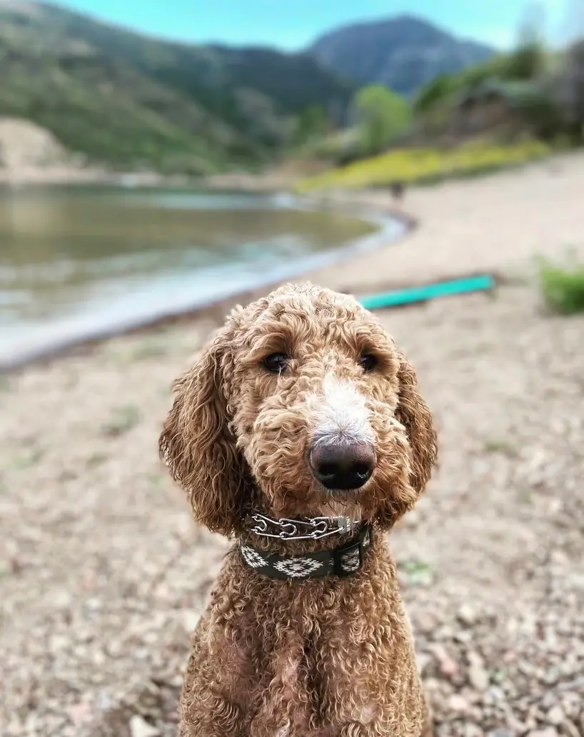 Golden doodle sitting on the beach