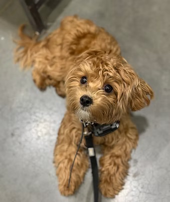 Puppy in training