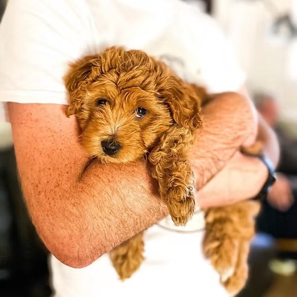 Puppy training session