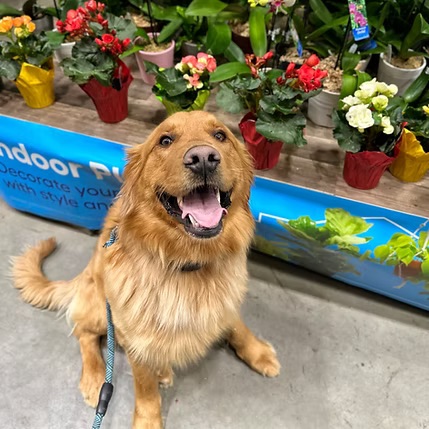 Trainer working with reactive dog